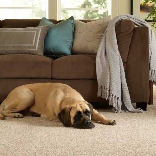Pet friendly floor | Great Lakes Carpet & Tile