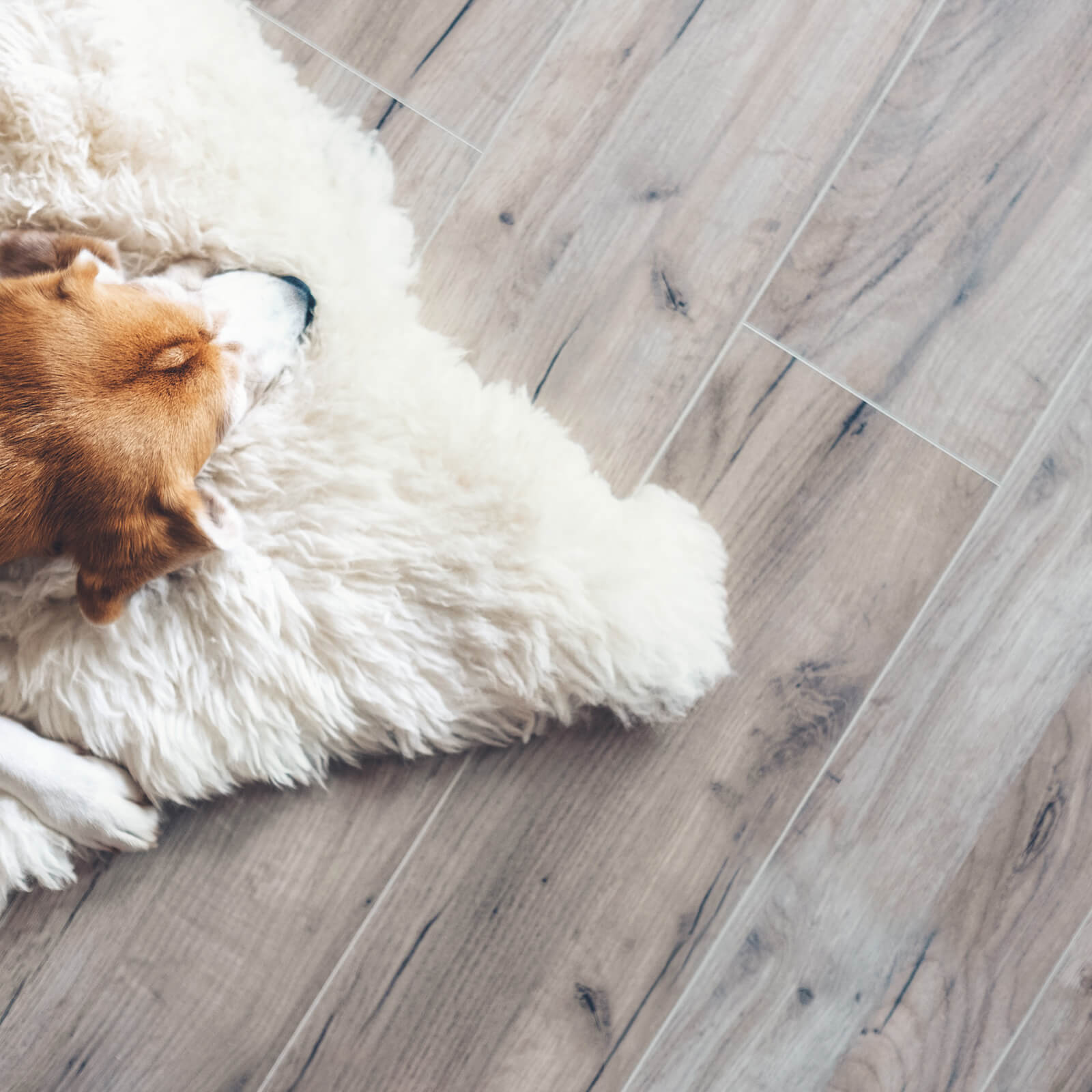 Pet friendly vinyl floor | Great Lakes Carpet & Tile