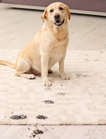 Dog stain on rug cleaning | Great Lakes Carpet & Tile