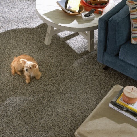 Pet Premier | Great Lakes Carpet & Tile