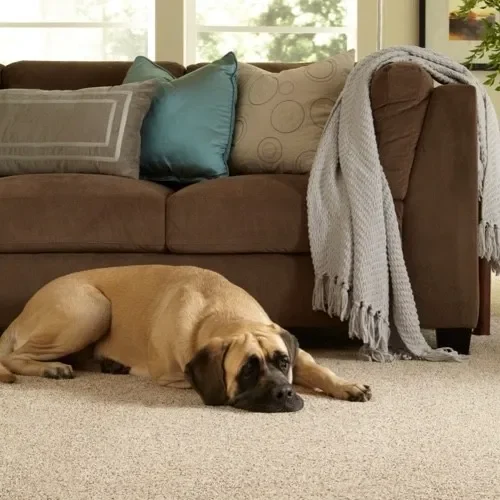 5 petFriendly | Great Lakes Carpet & Tile
