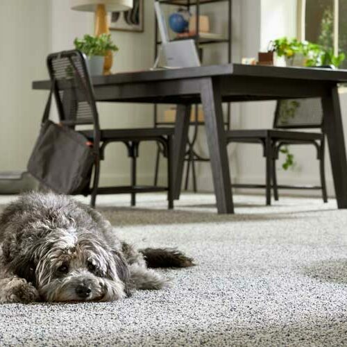 Pet Premier | Great Lakes Carpet & Tile